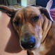 Daisy-Destroys