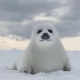 溺水的海豹