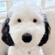 Snoopy~