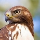Hawk0202
